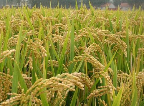 點擊查看詳細信息<br>標題：   閱讀次數(shù)：2942